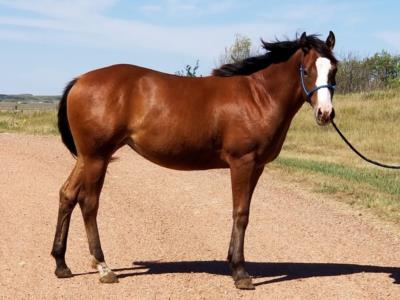 Paddys Oak Arrow JW <BR> AQHA 5947381